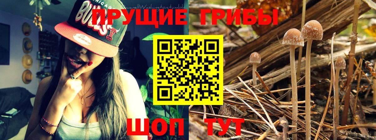 Псилоцибиновые грибы мицелий  Псилоцибиновые грибы Magic Shrooms  Вход с VPN  Горно-Алтайск 
