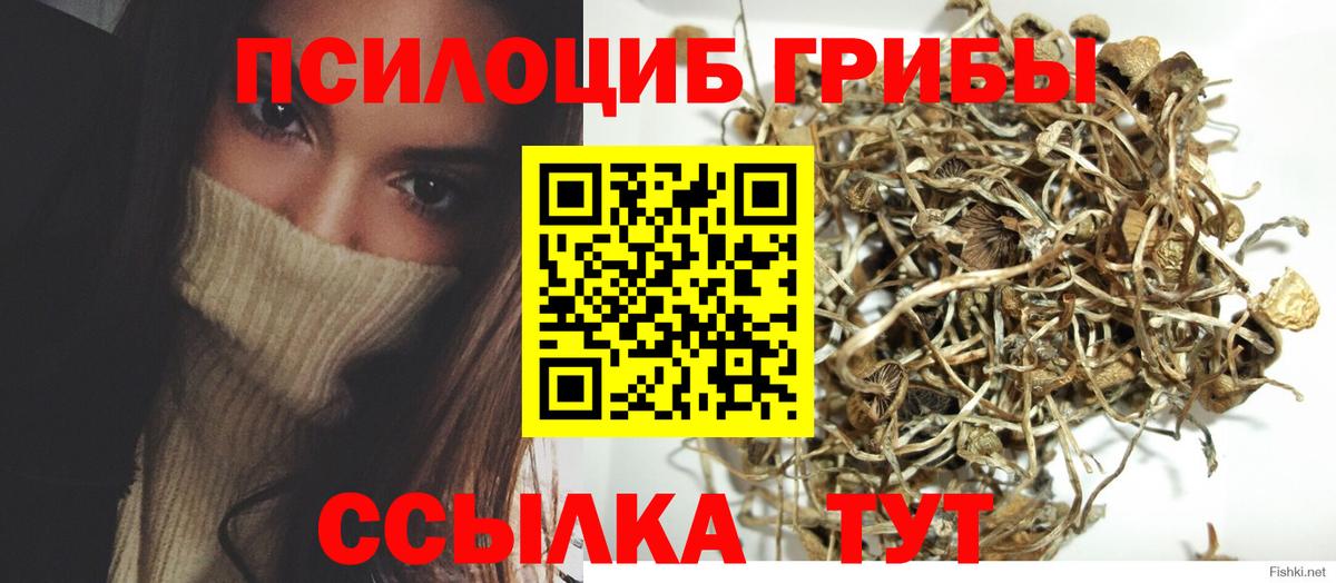 Псилоцибиновые грибы Cubensis Горно-Алтайск